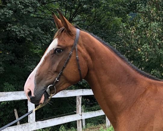 horse